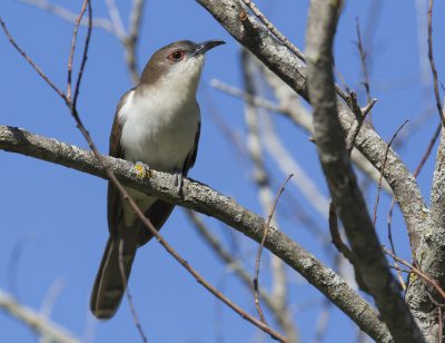 Black-billed Cuckoo_1J8A8068