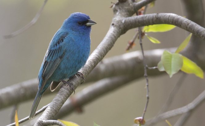 Indigo Bunting_1J8A8877_WEB